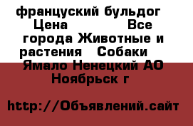 француский бульдог › Цена ­ 40 000 - Все города Животные и растения » Собаки   . Ямало-Ненецкий АО,Ноябрьск г.